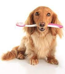 dog with toothbrush