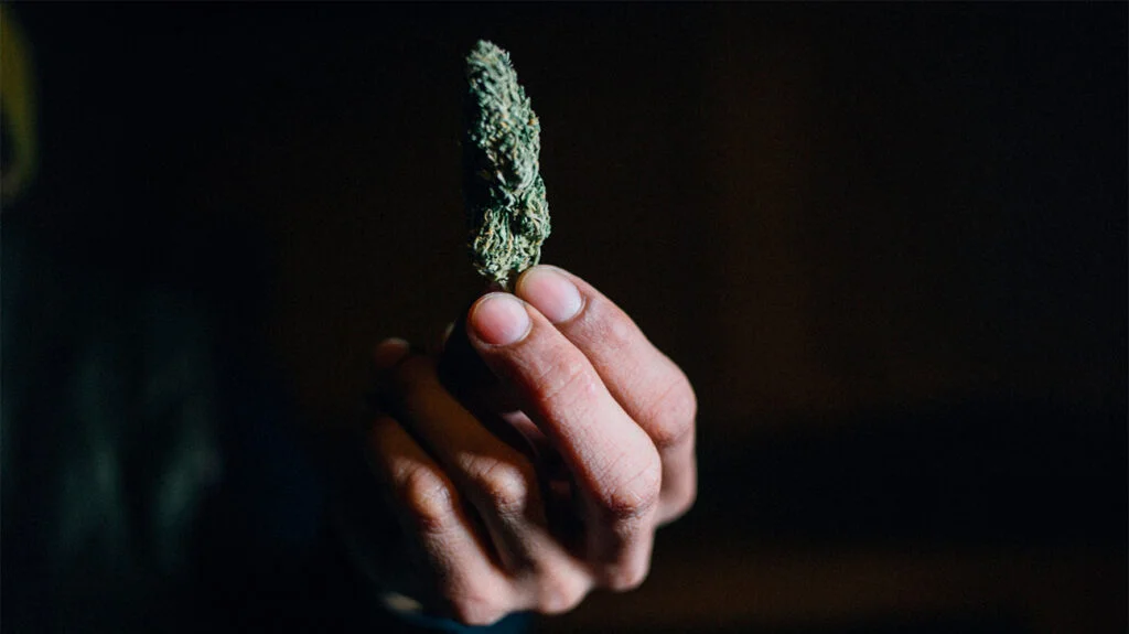 marijuana bud